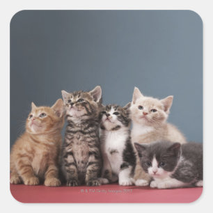 Portrait of group of kittens square sticker