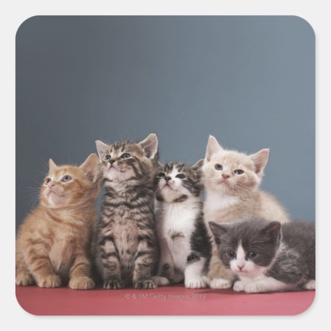 Portrait of group of kittens square sticker (Front)