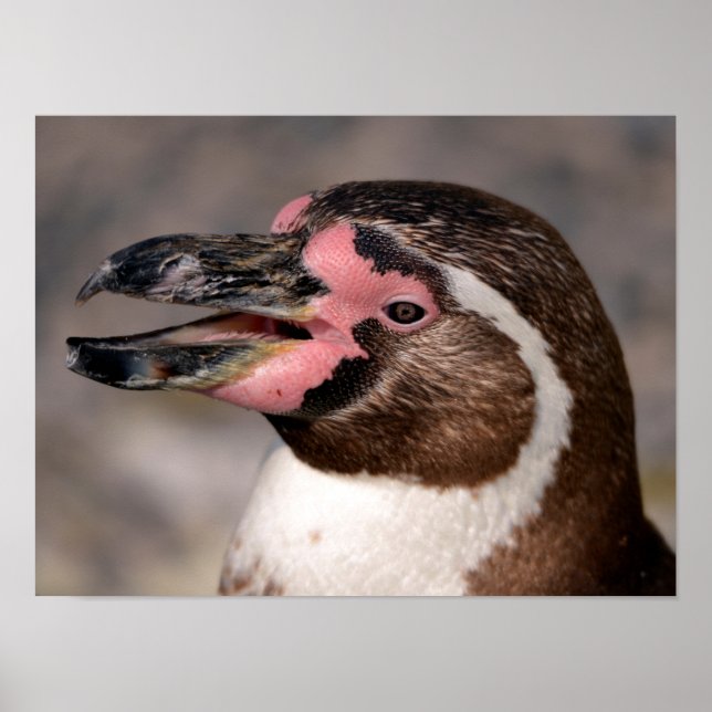 Portrait of Humboldt  penguin Poster (Front)