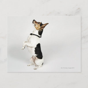 Portrait of Jack Russell dog sitting up on his Postcard