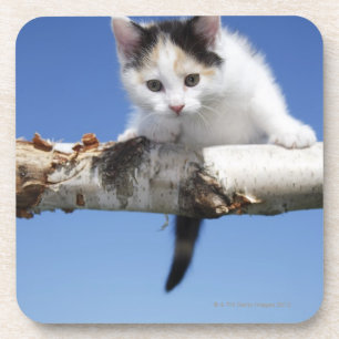 Portrait of Kitten Coaster
