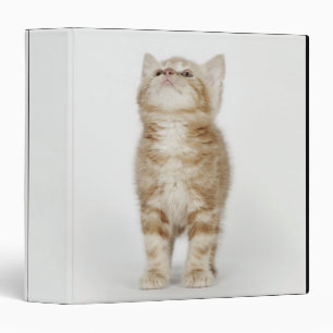 Portrait of kitten looking up binder
