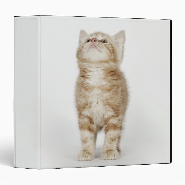 Portrait of kitten looking up binder (Front/Spine)