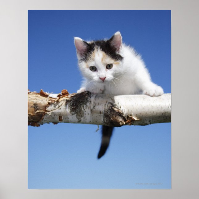 Portrait of Kitten Poster (Front)