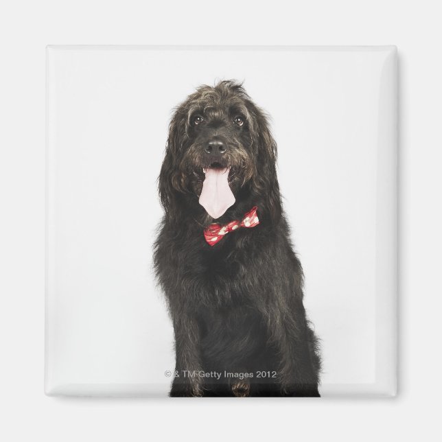 Portrait of Labradoodle dog Magnet (Front)