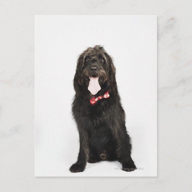 Portrait of Labradoodle dog Postcard (Front)