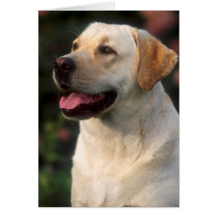 Portrait Of Labrador Retriever, Hilton