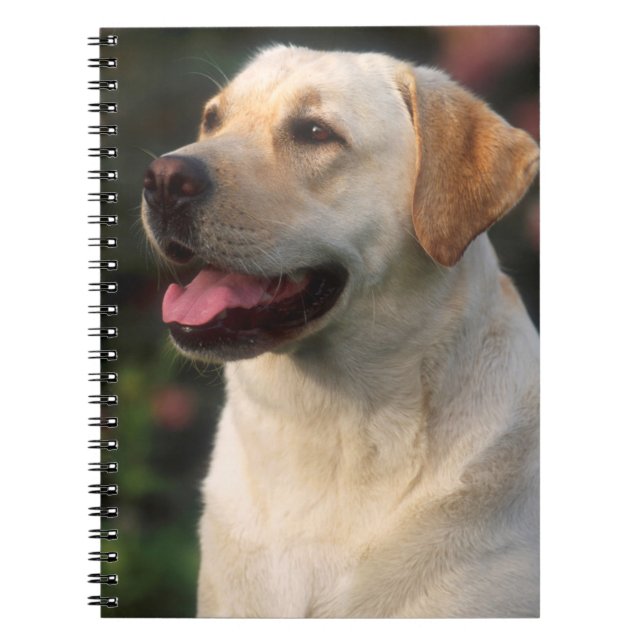 Portrait Of Labrador Retriever, Hilton Notebook (Front)