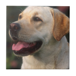 Portrait Of Labrador Retriever, Hilton Tile