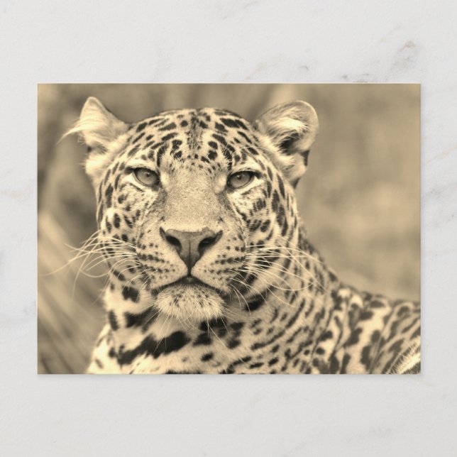 Portrait of Leopard Postcard (Front)