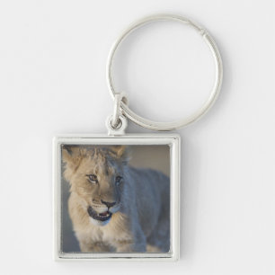 Portrait of Lion Cub (Panthera Leo), Namibia Keychain