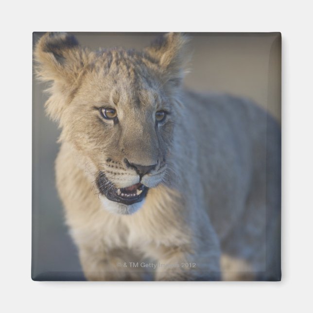 Portrait of Lion Cub (Panthera Leo), Namibia Magnet (Front)