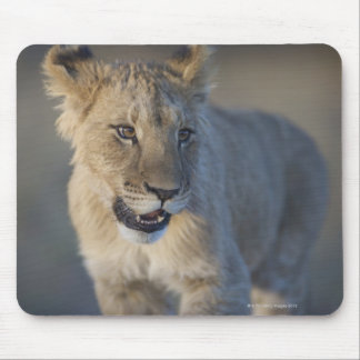 Portrait of Lion Cub (Panthera Leo), Namibia Mouse Pad