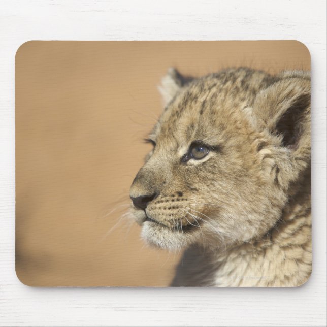 Portrait of Lion cub (Panthera Leo), Namibia Mouse Pad (Front)