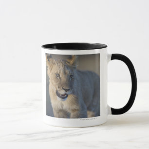 Portrait of Lion Cub (Panthera Leo), Namibia Mug