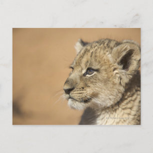 Portrait of Lion cub (Panthera Leo), Namibia Postcard
