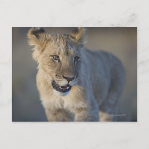 Portrait of Lion Cub (Panthera Leo), Namibia Postcard