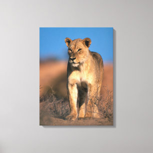 Portrait Of Lioness (Panthera Leo) Canvas Print