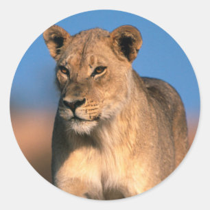 Portrait Of Lioness (Panthera Leo) Classic Round Sticker
