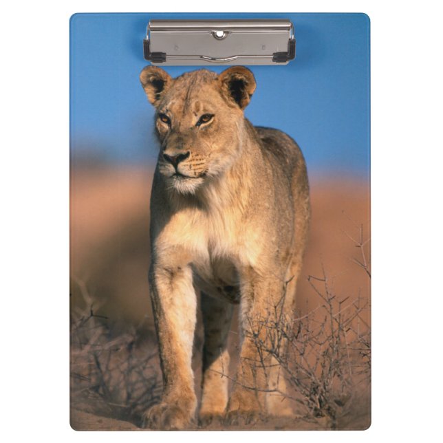 Portrait Of Lioness (Panthera Leo) Clipboard (Front)