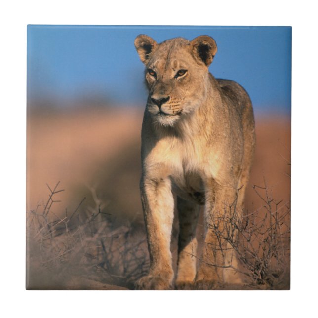 Portrait Of Lioness (Panthera Leo) Tile (Front)