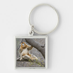 Portrait of male Golden monkey in tree Keychain