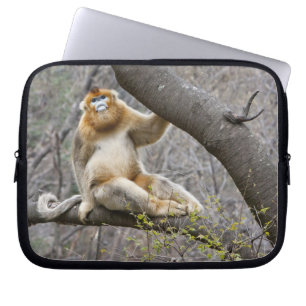Portrait of male Golden monkey in tree Laptop Sleeve