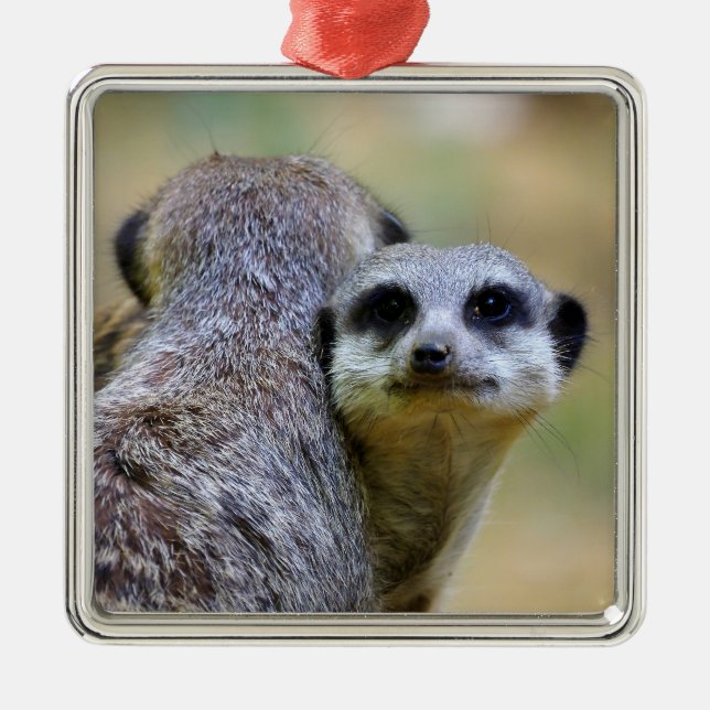 Portrait of meerkats or suricates   metal ornament (Front)