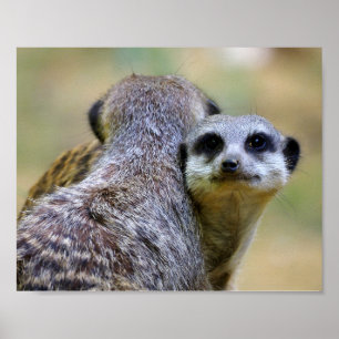 Portrait of meerkats or suricates poster