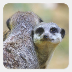 Portrait of meerkats or suricates square sticker
