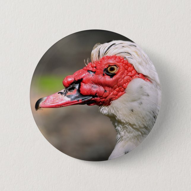 Portrait of muscovy duck 2 inch round button (Front)