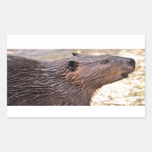 Portrait of North American Beaver Sticker