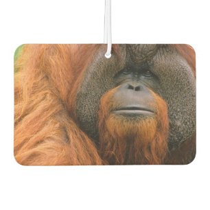 Portrait of Orang-utang Male, Georgia, USA Air Freshener