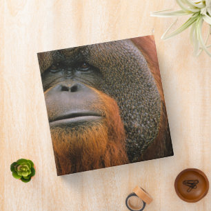 Portrait of Orang-utang Male, Georgia, USA Binder