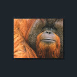 Portrait of Orang-utang Male, Georgia, USA Canvas Print<br><div class="desc">Portrait of Orang-utang (Pongo pygmaeus) male,  Georgia,  USA</div>