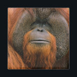 Portrait of Orang-utang Male, Georgia, USA Magnet<br><div class="desc">Portrait of Orang-utang (Pongo pygmaeus) male, Georgia, USA</div>