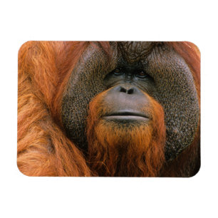 Portrait of Orang-utang Male, Georgia, USA Magnet