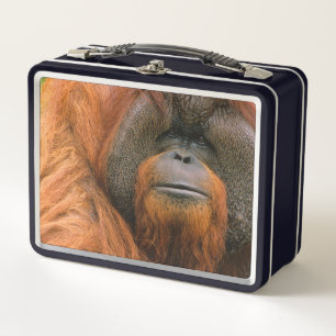 Portrait of Orang-utang Male, Georgia, USA Metal Lunch Box