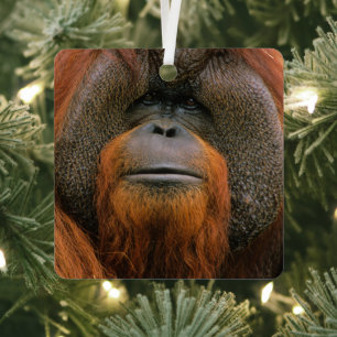 Portrait of Orang-utang Male, Georgia, USA Metal Ornament