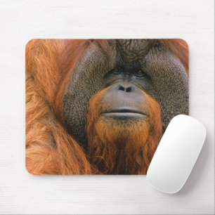 Portrait of Orang-utang Male, Georgia, USA Mouse Pad