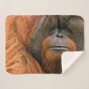 Portrait of Orang-utang Male, Georgia, USA Sherpa Blanket
