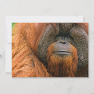 Portrait of Orang-utang Male, Georgia, USA Thank You Card