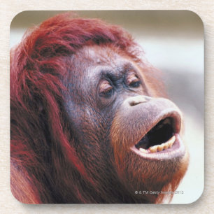 Portrait of orangutan coaster