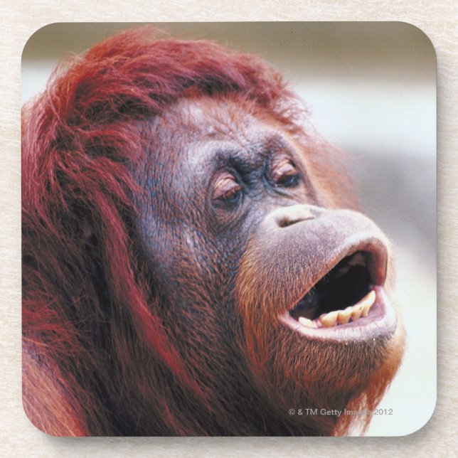 Portrait of orangutan coaster (Front)