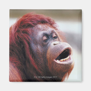 Portrait of orangutan magnet