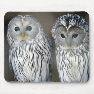 Portrait of owls mouse pad