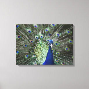 Portrait Of Peacock With Feathers Out Canvas Print