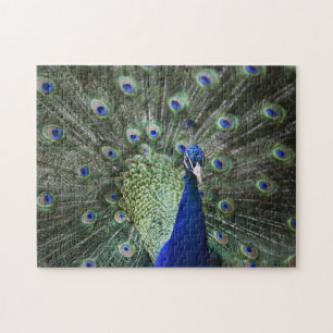 Portrait Of Peacock With Feathers Out Jigsaw Puzzle