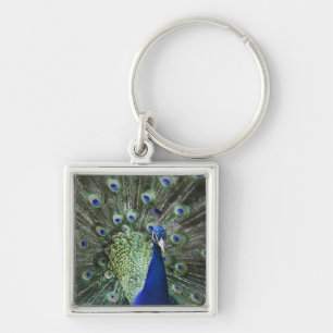 Portrait Of Peacock With Feathers Out Keychain