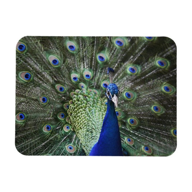 Portrait Of  Peacock With Feathers Out Magnet (Horizontal)